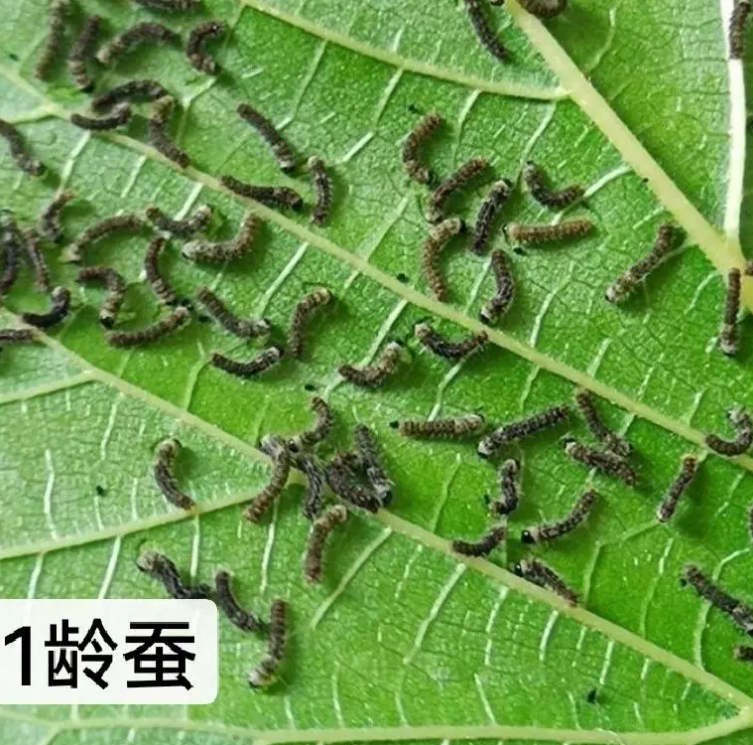 蚕宝宝活体蚕宝宝1龄(20条)