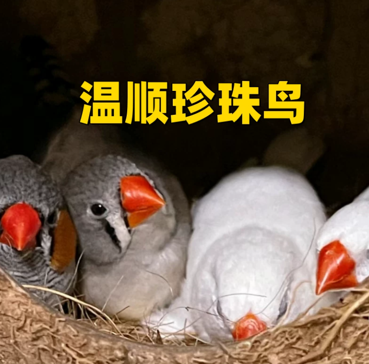 宠物鸟珍珠鸟可繁殖观赏鸟小型可爱小鸟包下蛋运输包活特价可手养